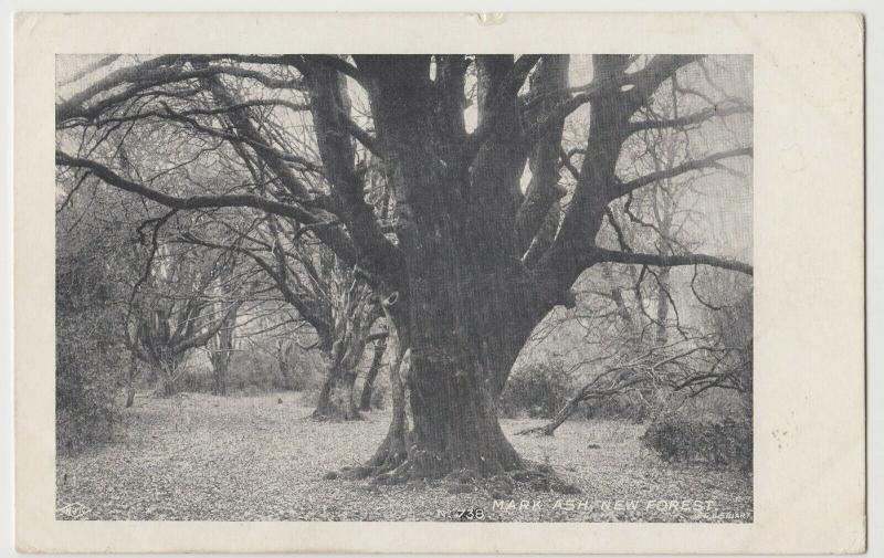 Hampshire; Mark Ash, New Forest PPC By FGO Stuart, 1905, To EB Stone, Beaminster 