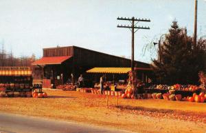 Fennville Michigan Willow Bend Farm Markey Pumpkins Vintage Postcard K11588