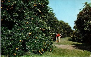 Model Jan Williams Picking Oranges Silver Springs Groves FL Florida Postcard VTG 