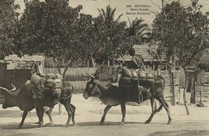 CPA AK Sénégal - Fortier 322 - Saint-Louis - Beoufs Porteurs (84558)