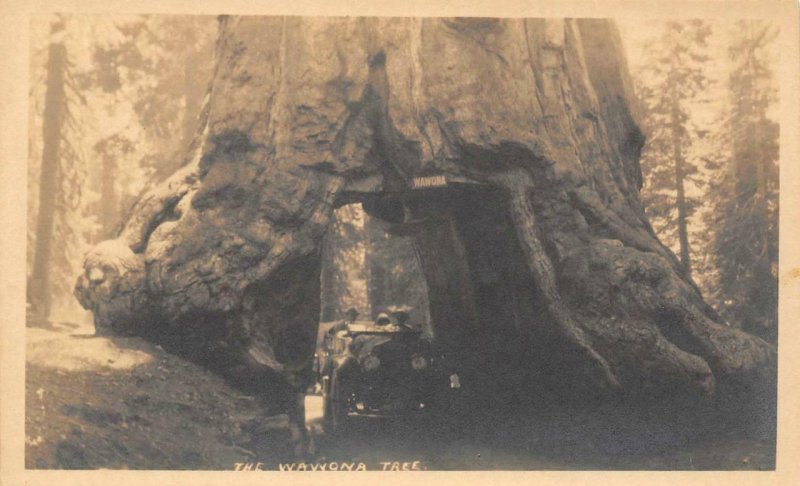 RPPC WAWONA TREE Yosemite, CA Old Car Pillsbury Photo ca 1910s Vintage Postcard