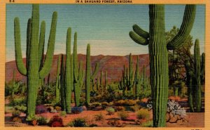 USA In A Saguaro Forest Arizona Linen Postcard 09.85