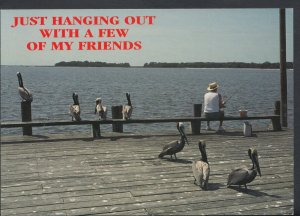 America Postcard - Florida - Just Hanging Out With a Few of My Friends  RR3040