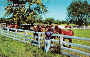 CAMBRIDGE, WI Wisconsin LAKE RIPLEY Horses~Boy~Fence JEFFERSON CO  1957 Postcard