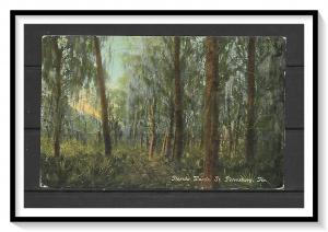 Florida, St Petersburg - Florida Woods