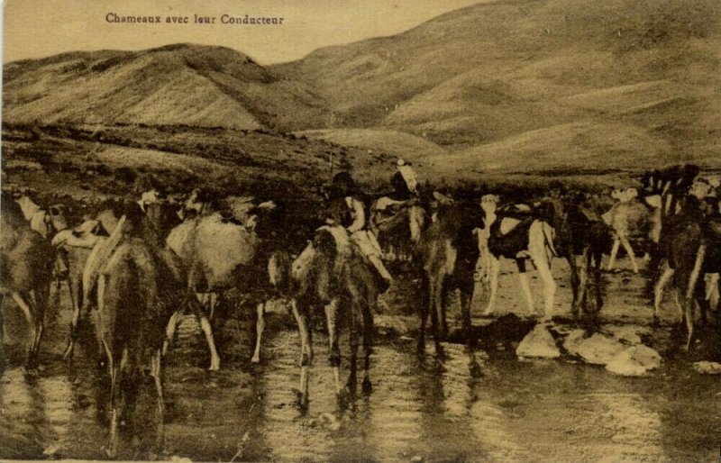 lebanon, Chameaux avec leur Conducteur (1920s) Postcard