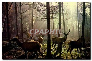 Modern Postcards Deer and hinds