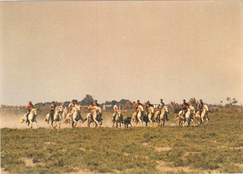 Horses in La Camargue Nice modern French PC. Continental size