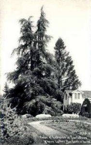 Real Photo, Cedar of Lebanon - Santa Rosa, California CA  