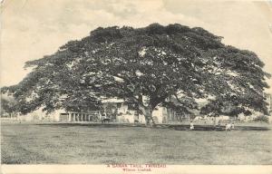 Vintage Postcard A Saman Tree Trinidad Wilsous Limited Caribbean