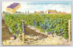 State View~Great Concord Grape Belt At Harvest~Vintage Postcard