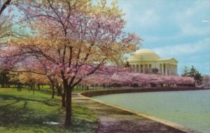 Washington D C Jefferson Memorial and Cherry Blossoms