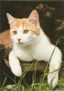 Cats and Kittens Lot of six (6) modern photo postcards