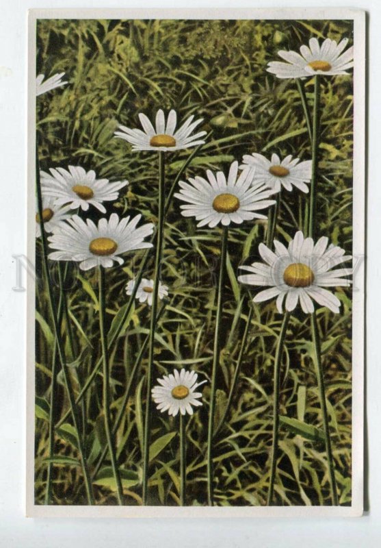 427977 Flower Chrysanthemum Leucanthrmum Sammelwerk Tobacco Card w/ ADVERTISING