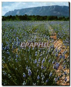 Postcard Modern Provence Lavender Fields And His