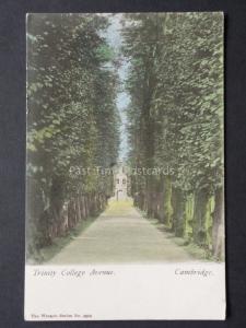 Cambridge: Trinity College Avenue c1905 by The Wrench Series No.3289