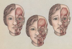 Facial Muscles Used For Kissing Smiling Winking Crying Postcard