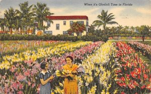 When it's Gladioli Time in FL, USA Misc, Florida