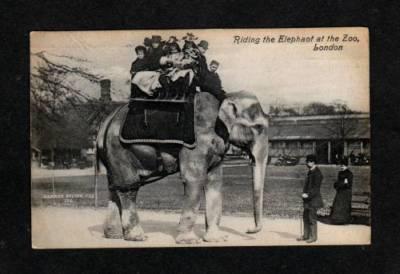 UK Elephant Ride Riding at Zoo LONDON ENGLAND POSTCARD