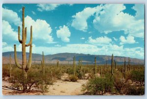 1960 Phoenix Arizona Vintage Postcard Roadway Saguaros Cactus Formation Petley