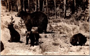 RPPC Mother Black Bear and Cubs c1945 Laurium MI Vintage Postcard V42