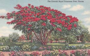 Florida Miami Colorful Royal Poinciana Tree 1955 Curteich