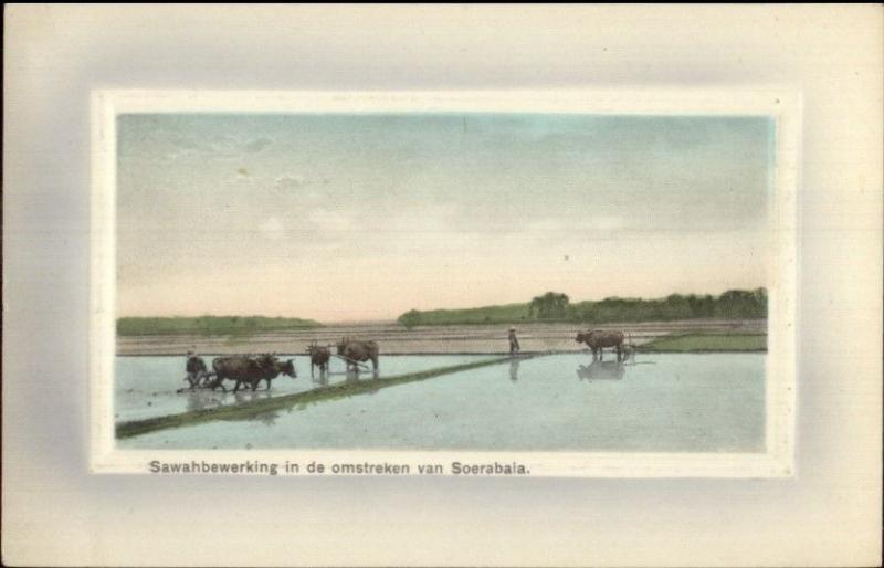 Soerabaja Java Ploughing Rice Fields c1910 Postcard