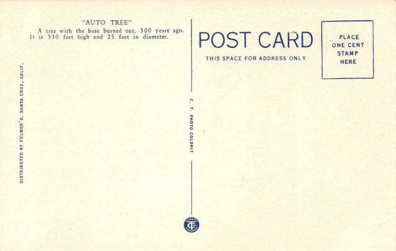 AUTO TREE Big Basin, CA Old Car Santa Cruz Co. c1930s Vintage Linen Postcard 