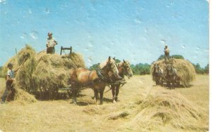 Horses. Carts. Loading the hay old vintage American photo postcard