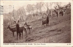 Deer Family Forest Park Springfield Massachusetts 1908