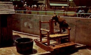 Little Brown Bear, Childrens Zoo - Brookfield, Illinois IL  