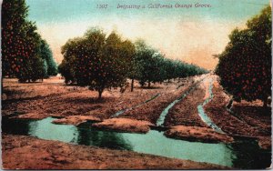 Irrigating California Orange Grove Vintage Postcard C198