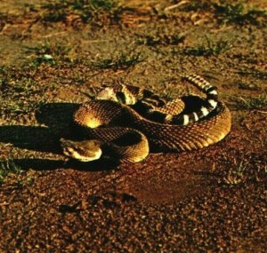 Vtg Chrome Postcard British Columbia Canada Rattlesnake Okanogan Valley UNP