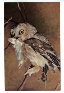 Birds - Saw-Whet Owl With Mouse