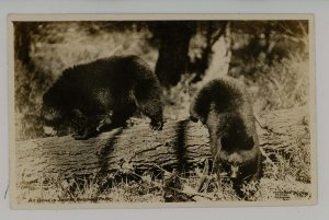 Bears at Home in Jasper National Park, Alberta, Canada    RPPC