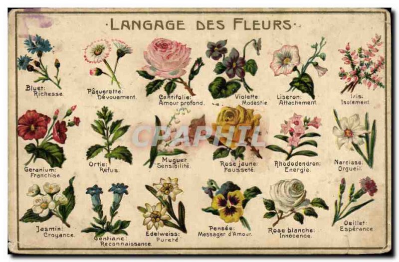 Old Postcard Fantasy Flowers of Language