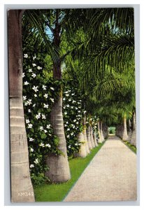 Vintage 1940s Postcard Avenue Royal Palms Mc Kee Jungle Gardens Vero Beach FL