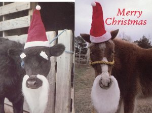 Merry Christmas & A Happy Mooo Year 2 George Dudley 1981 Santa Beard Postcards