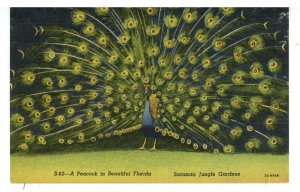 Birds - A Peacock in Sarasota, Florida