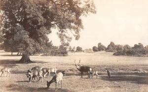 Nara Japan Narapark Deer Real Photo Antique Postcard J79750