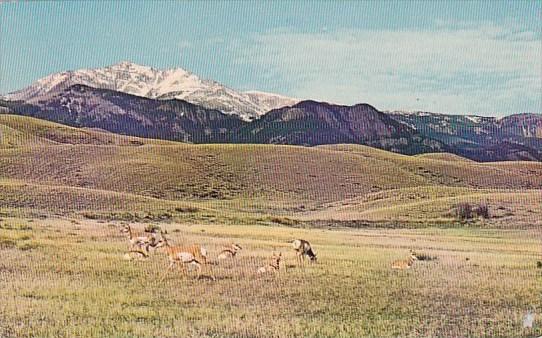 Utah Murray Home On The Range Where The Antelope Play