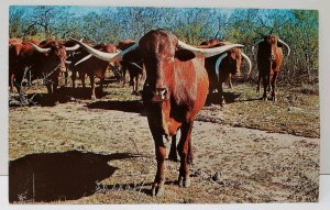 Africanda Cattle  imported into Texas Vintage Postcard A11