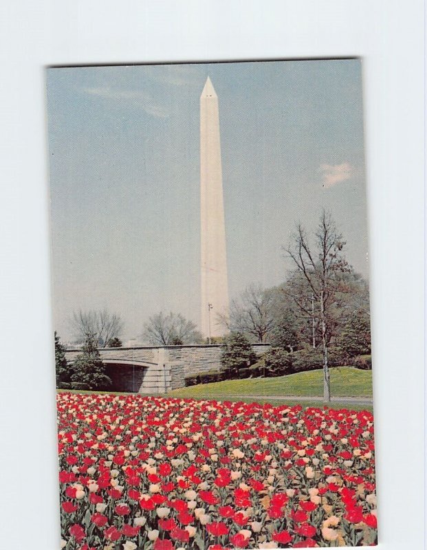 Postcard Tulips & Washington Monument Washington District Of Columbia USA