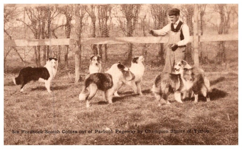 Dog , Fordhooh Scotch Collies