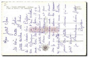 Postcard Modern African Wildlife Antelope Buffon Cob