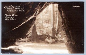 RPPC SANTA CRUZ COUNTY BIG TREES LOOKING OUT FROM FREMONT TREE 1920's POSTCARD