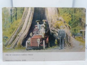 Antique Postcard Fashionable Ladies in Motor Car Parked Inside Tree Trunk ! 1905