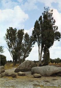 BG12383 naturschutzgebiet luneburger heide hannibals grab    germany