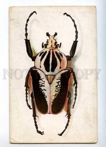 232314 RUSSIA Goliath beetle Goliathus drurgi Vintage postcard