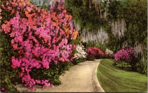 Vtg Charleston SC Magnolia Gardens Scenic View 1940s Hand Colored Postcard